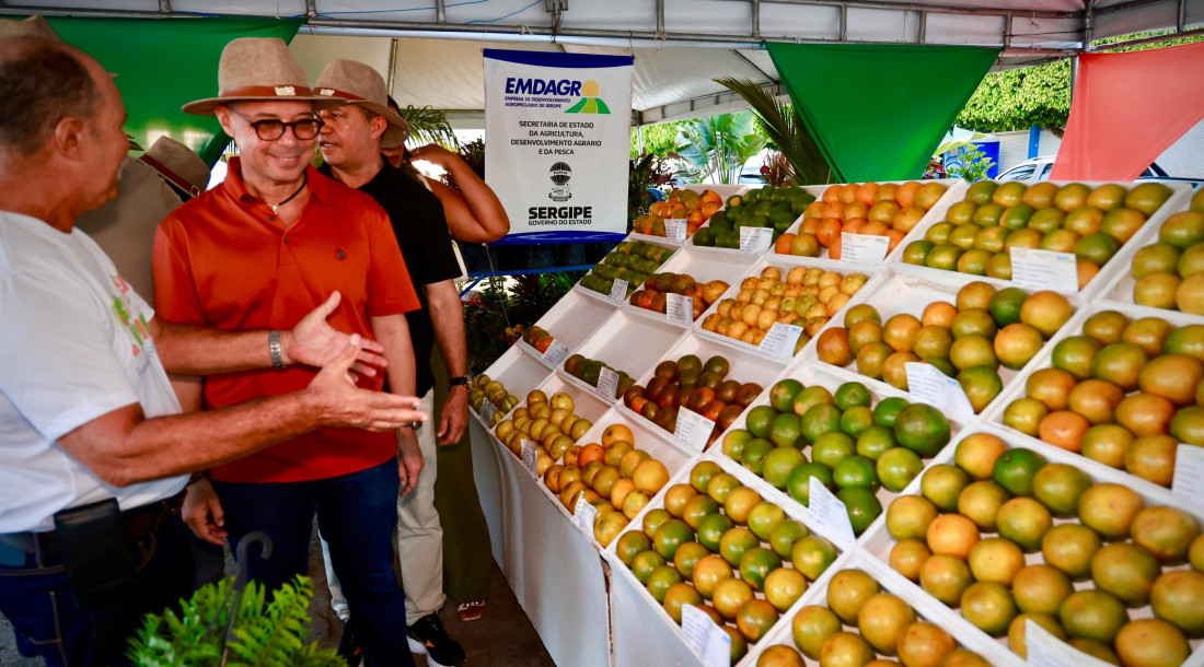 Exposição de variedades de citros durante a Festa da Laranja em Boquim