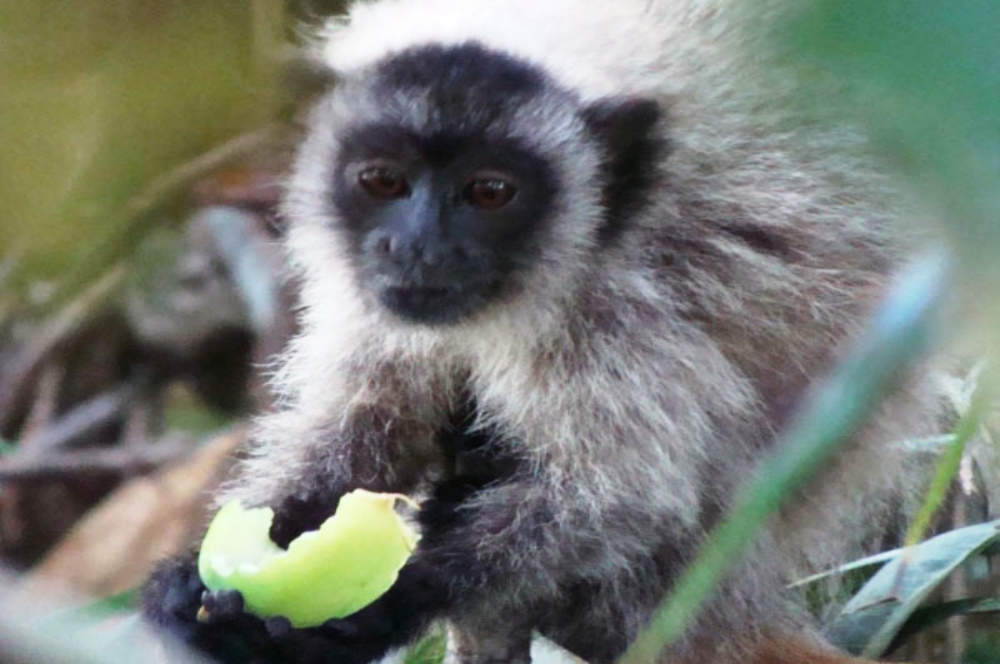 Macaco-guigó, espécie encontrada na reserva do Alto de Santa Bárbara em Carmópolis