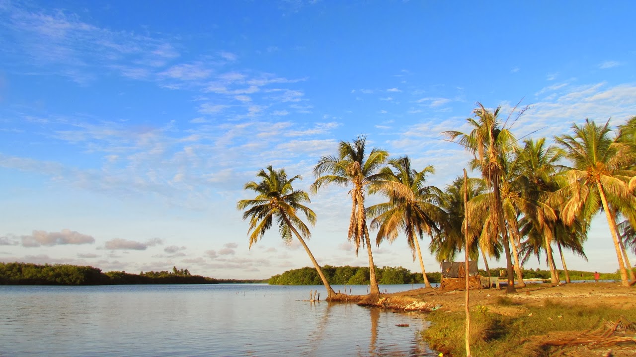 Coqueirais junto às águas do Pantanal de Pacatuba